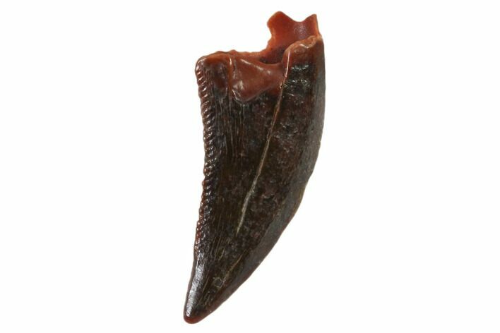 Serrated, Raptor Tooth - Real Dinosaur Tooth #101790